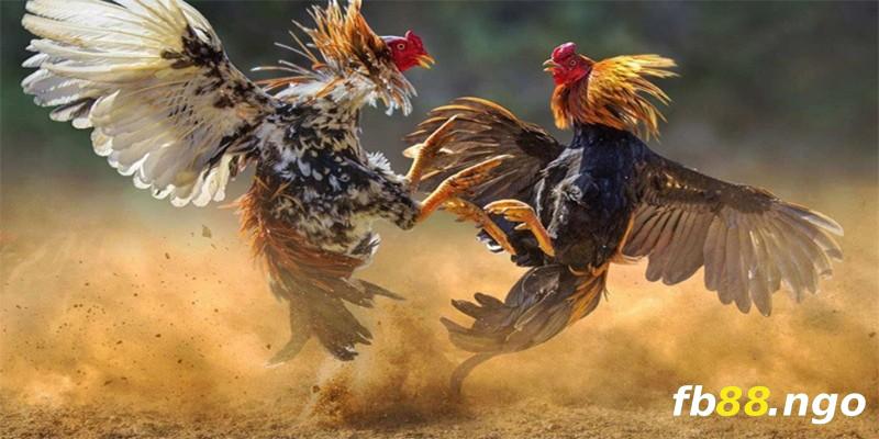 Chợ tốt, gà đá quận 11